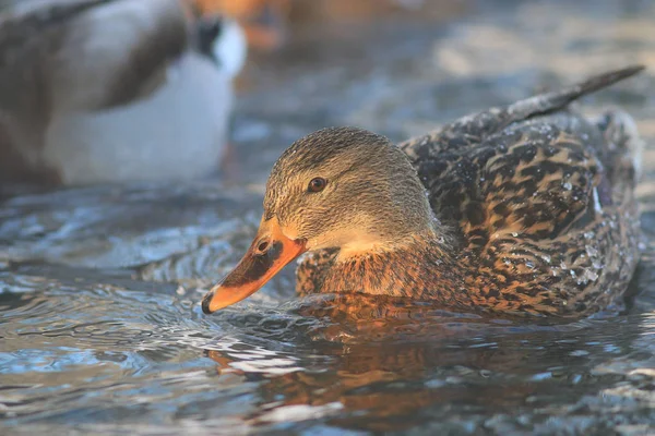Ducks swimming in winter pond — Stock Photo, Image