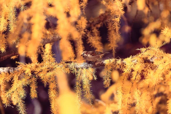 Ramos larício amarelo — Fotografia de Stock