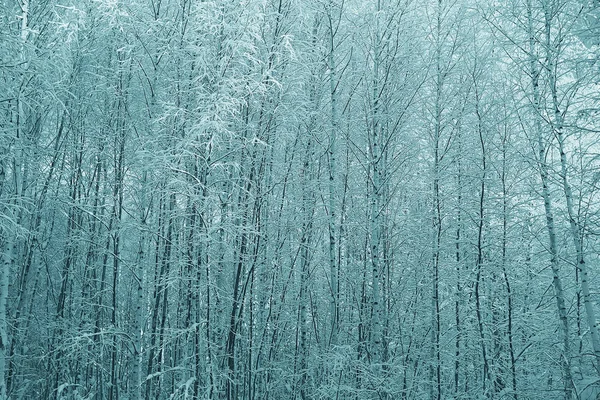 Χειμώνας δάσος παγωμένος — Φωτογραφία Αρχείου