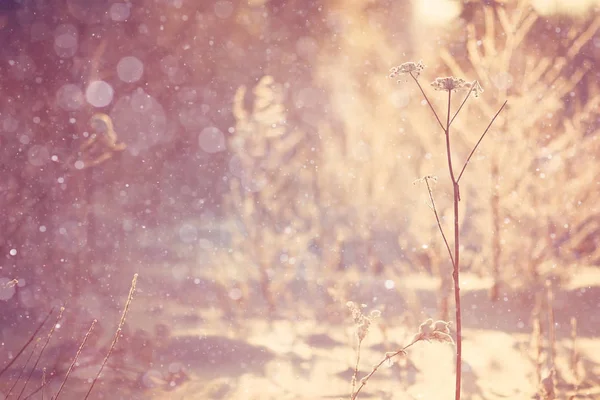 Soleado paisaje de invierno en el día — Foto de Stock