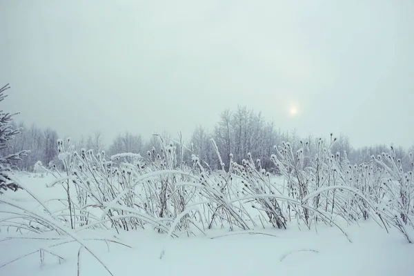 Сухий траві, покритою іній — Stock Fotó