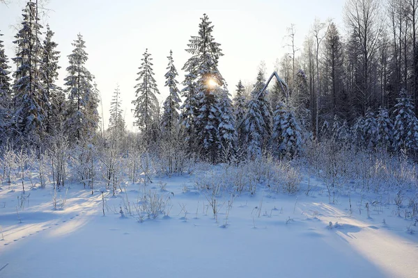 Árvore em um campo no inverno . — Fotografia de Stock