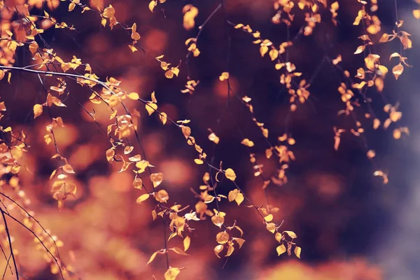 Bourgeons et feuilles sur une branche d'arbre — Photo