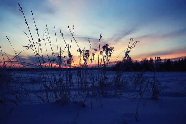 Neve fresca na floresta de inverno — Fotografia de Stock