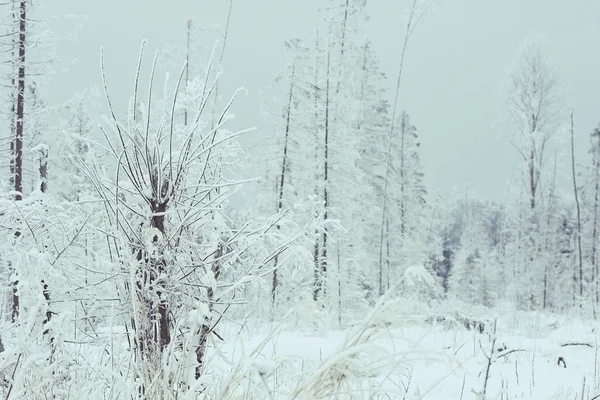 Winter forest frostat — Stockfoto