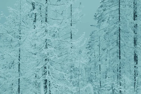 Морозный пейзаж с деревьями — стоковое фото