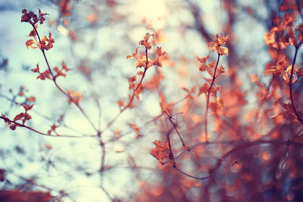 Branches d'arbre de printemps avec des feuilles — Photo