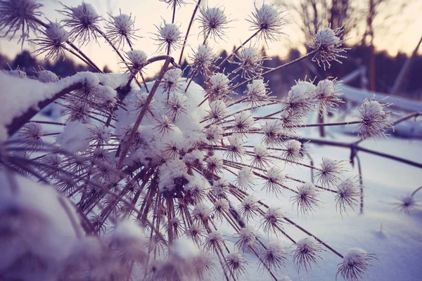 Verse sneeuw in de winter forest — Stockfoto