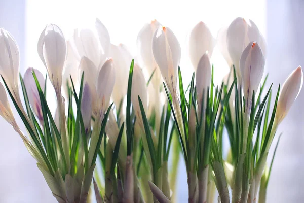 白いクロッカスの花 — ストック写真