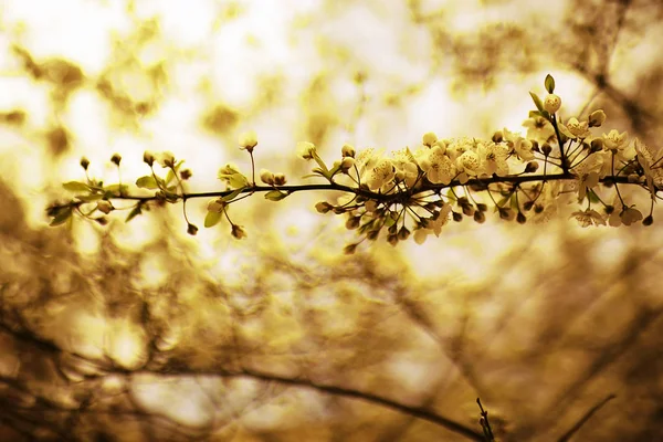 Spring tree branches  with leaves — Stock Photo, Image