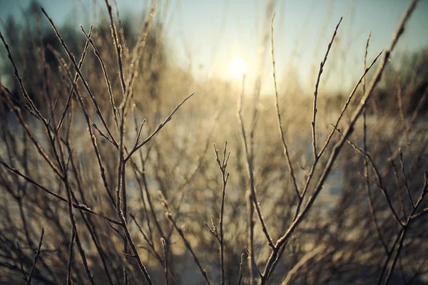 Winter natuur in vorst — Stockfoto