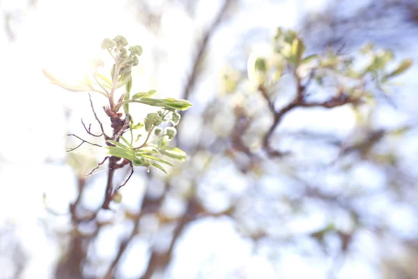 Brotes y hojas en una rama de árbol —  Fotos de Stock