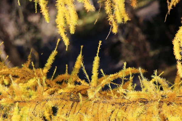 Opadłych liści żółty — Zdjęcie stockowe