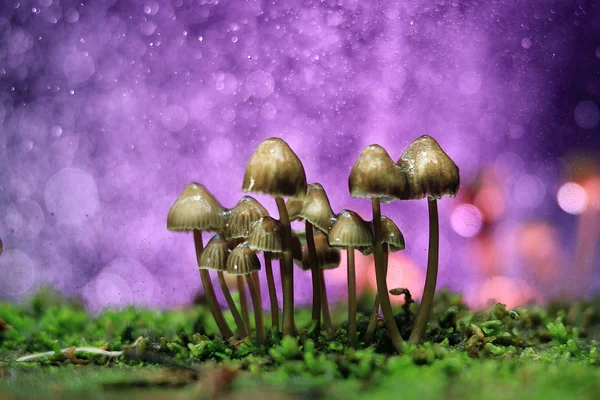 Kleine giftige Pilze — Stockfoto