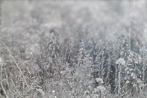 暗い雪冬 — ストック写真