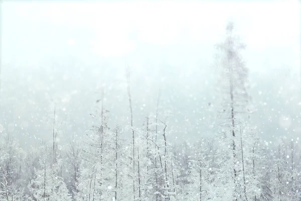 Winterbesneeuwd bos — Stockfoto