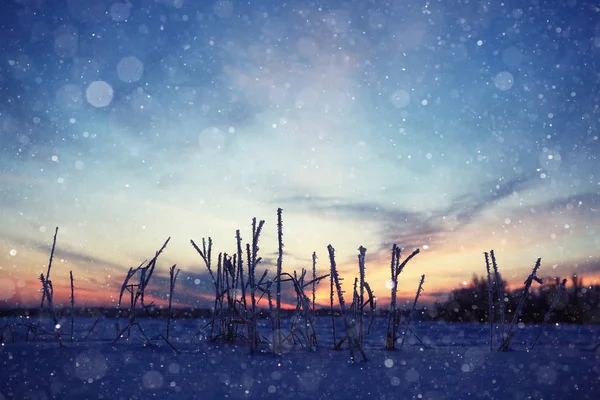 Nieve fresca en el bosque invernal — Foto de Stock