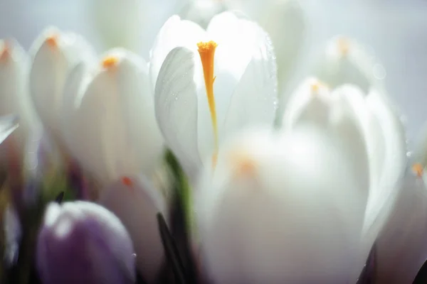 春白い花の花束 — ストック写真