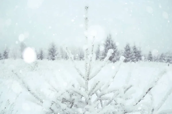 圣诞节风景与幼小冷杉树 — 图库照片