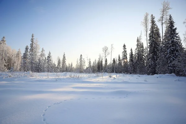Strom na poli v zimě. — Stock fotografie