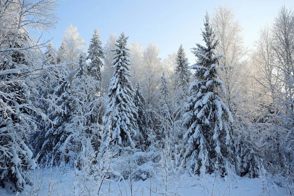 Frost doğada kış — Stok fotoğraf