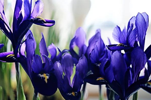 Ramo de primavera de flores violetas —  Fotos de Stock