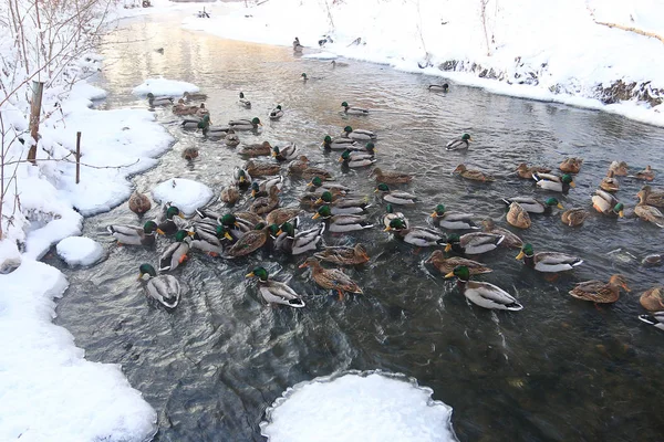 Patos nadando en estanque de invierno —  Fotos de Stock
