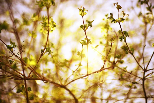 Brotes y hojas en una rama de árbol —  Fotos de Stock