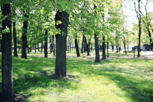 Alley in spring park — Stock Photo, Image