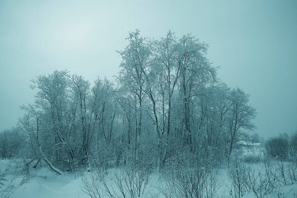 Snowy winter landscape in forest