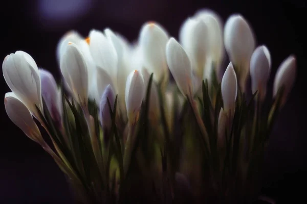 Beyaz buket bahar — Stok fotoğraf