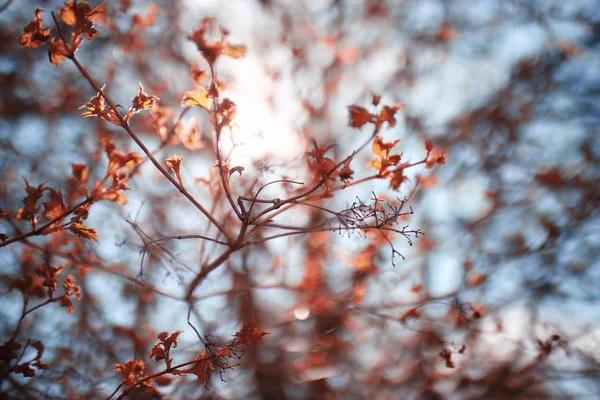 Botões e folhas em um galho de árvore — Fotografia de Stock