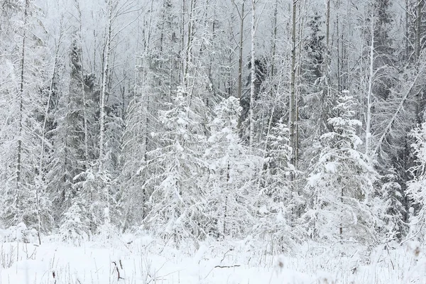 Bakgrund vintern skog — Stockfoto