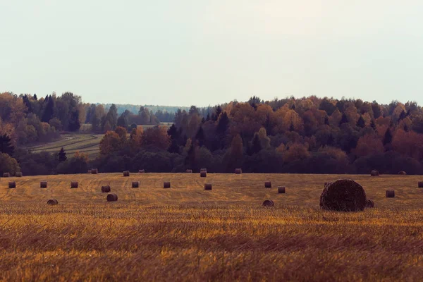 Heuhaufen auf einem Feld — Stockfoto