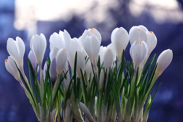흰 크로커스 꽃 — 스톡 사진