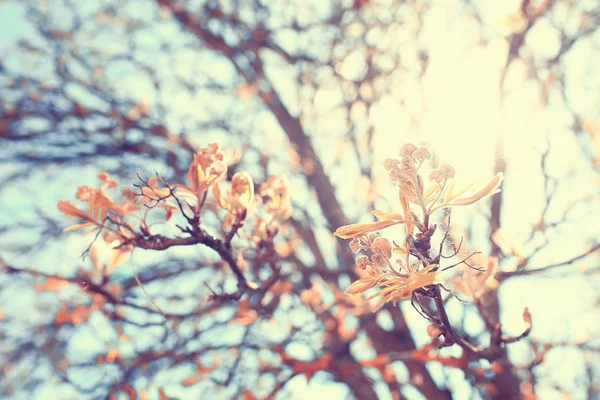 Spring tree branches  with leaves — Stock Photo, Image