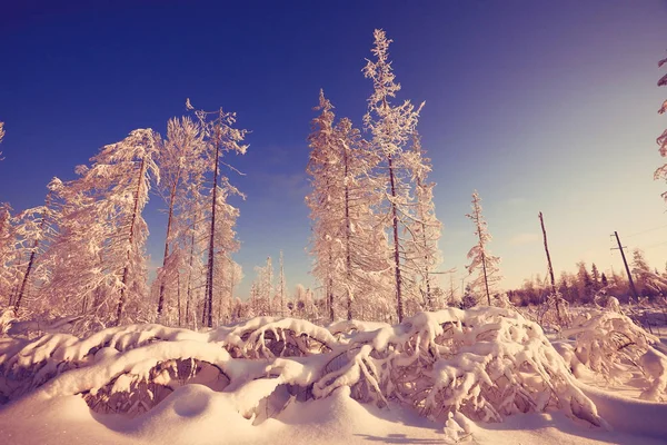 Mroźny zimowy ranek natura — Zdjęcie stockowe