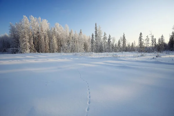 自然の冬の風景 — ストック写真