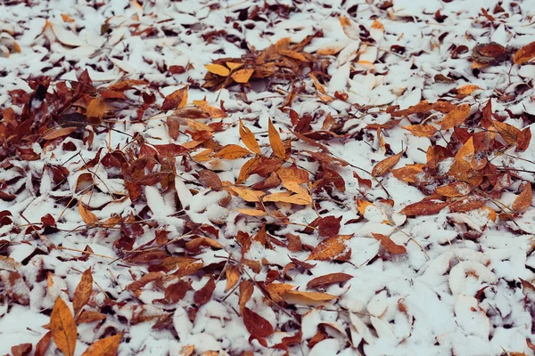 Vinter natur i frost - Stock-foto