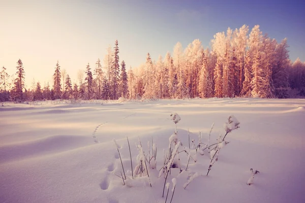 Zima Las matowe — Zdjęcie stockowe