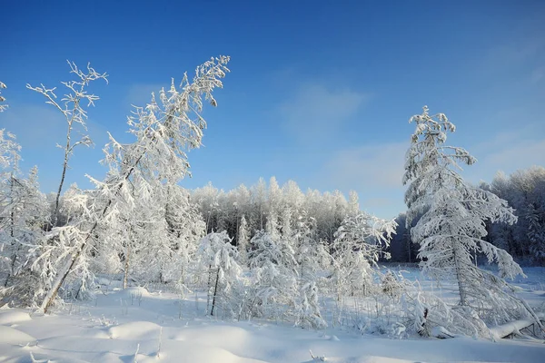 Doğa kış manzarası — Stok fotoğraf