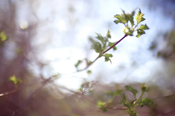 Folhas verdes jovens — Fotografia de Stock