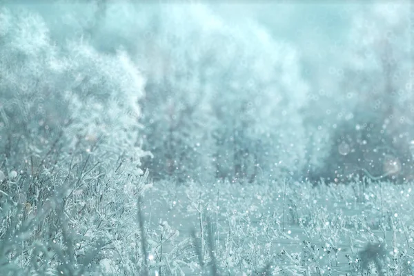 Vinter snöig skog — Stockfoto