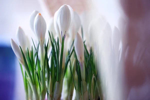 Крокус білі квіти — стокове фото