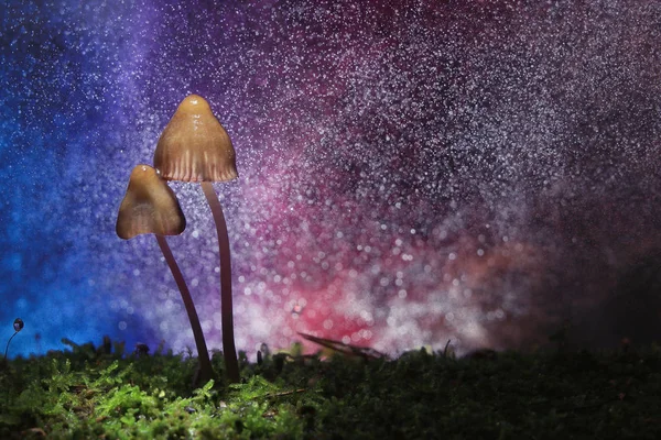 Gruppe giftiger Pilze Fliegenpilze — Stockfoto