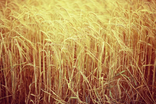 Gelbe reife Gerstenähren — Stockfoto