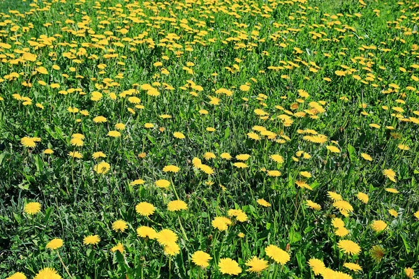 Lentebloemen op veld — Stockfoto