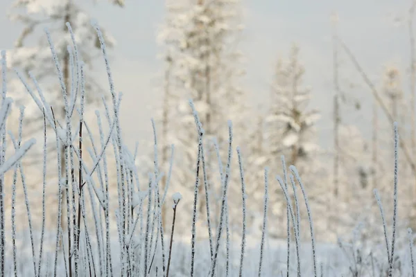 Salju dingin alam pagi — Stok Foto