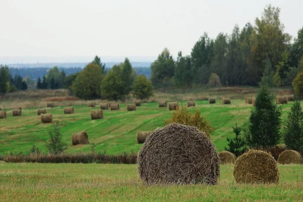 Landschap van hooibergen in een veld — Stockfoto