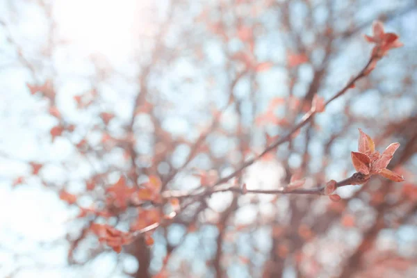 Бруньки і листя на гілці дерева — стокове фото